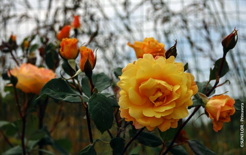 ©SUNFLOR - Primavera